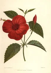 China Rose or Chinese Hibiscus, Hibiscus Rosa-Sinensis